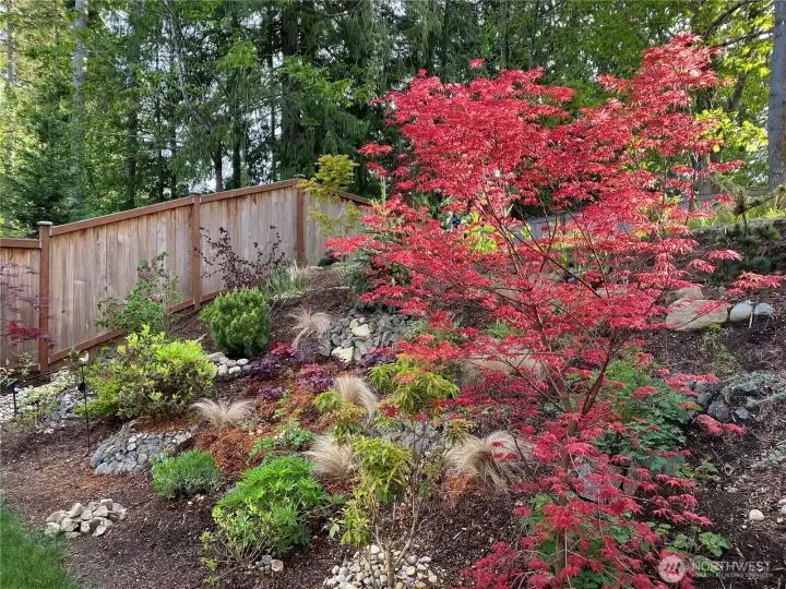 Rare Japanese maples as well as Dogwoods, flowering bushes, rhododendrons, herbs, PNW native plants, bulbs, fruit trees/bushes and more!