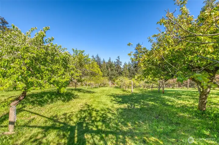 See the supplements (or ask your Realtor to provide) for the list of the fruit and nut trees and the map of the garden.