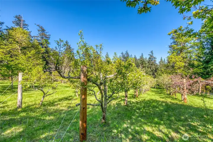 Established fruit and nut trees, grapes. Blueberry, strawberry, raspberries are abundant. Irrigation installed.