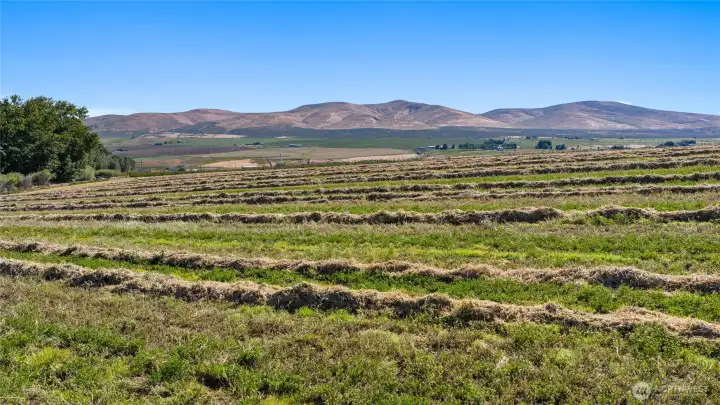 Looking toward the orchard. Lots 1 & 2.