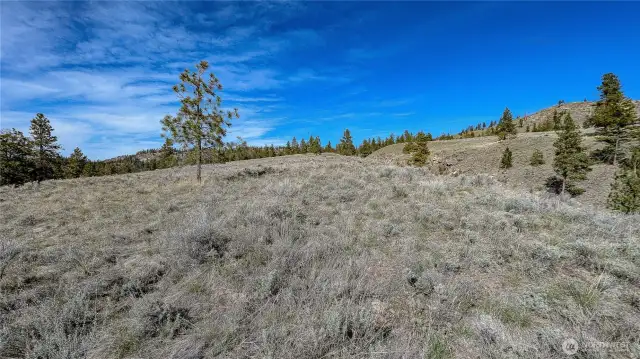 Looking North from center of property.