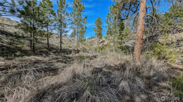 South end of canyon Looking North from South end of property.