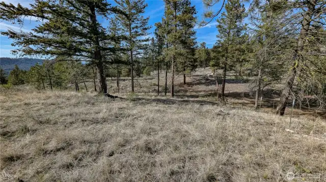 NE area of property looking North.