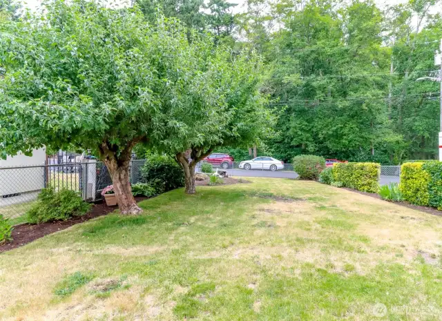 Front yard