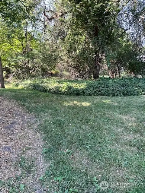 Tree covered backyard