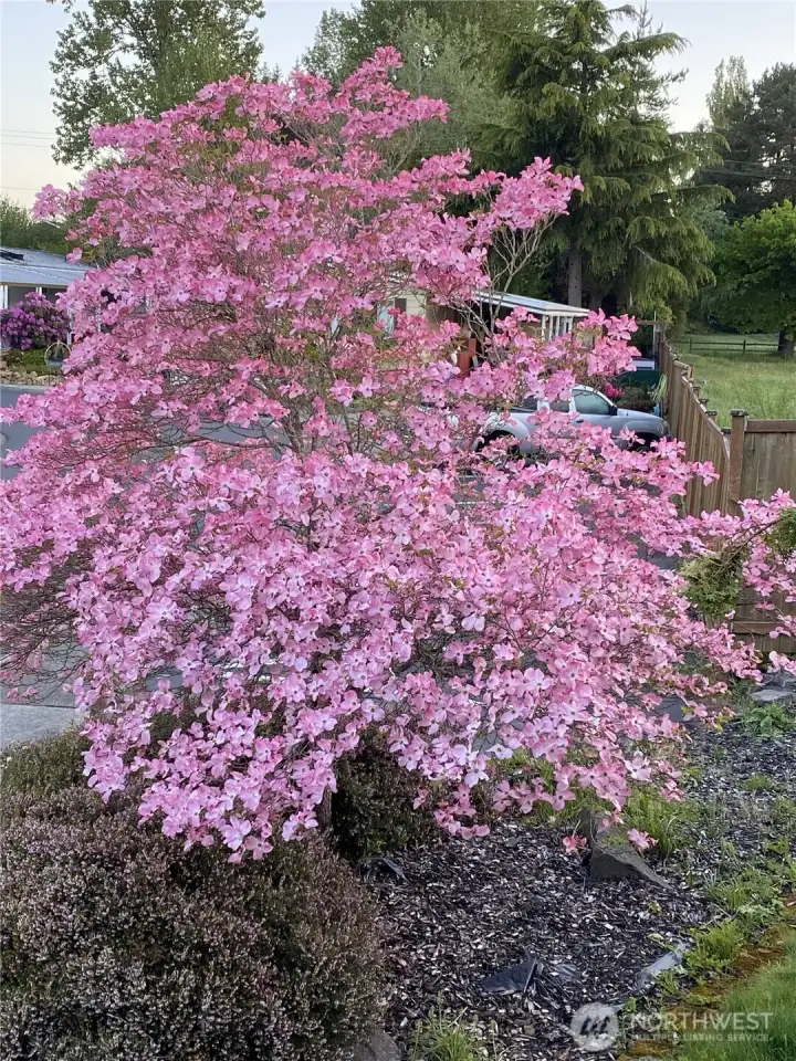 Dogwood in bloom in the yard! Dogwood in bloom in the yard!