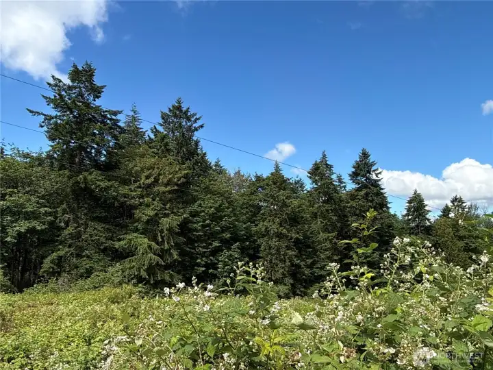 Photos from N side of property