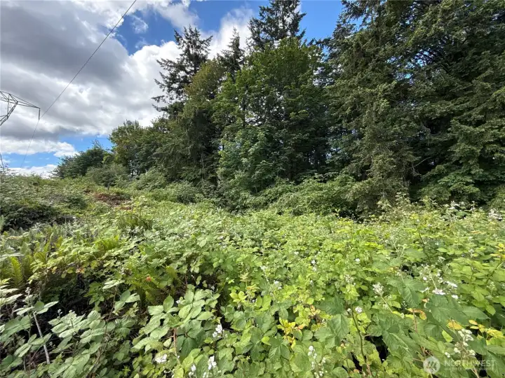 Photos from N side of property