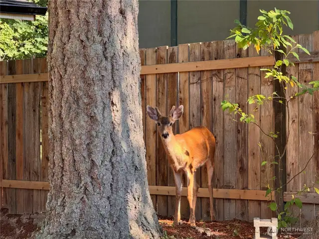 Lot's of wild life visit often.