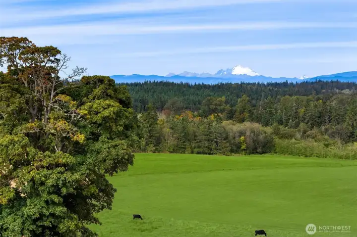 Mount Baker View with old growth Maple Tree