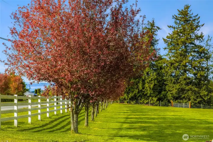 Plum Trees and 3 Rail Fence Line the West side