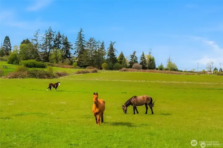 Additional parcel, Horses not included