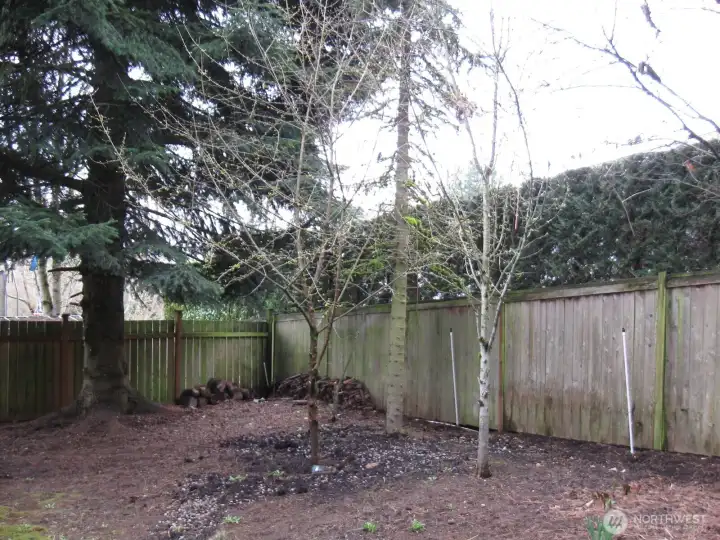 Mini Orchard enjoys several fruit trees - just starting to bloom!