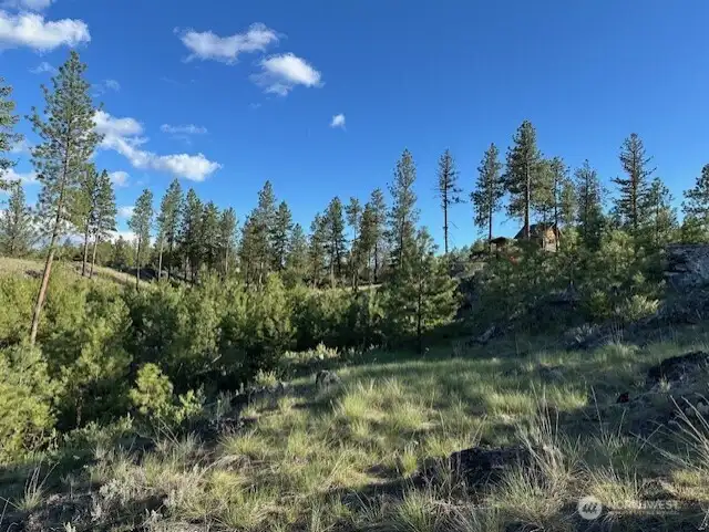 Beautiful Ponderosa pines and Douglas fir trees.
