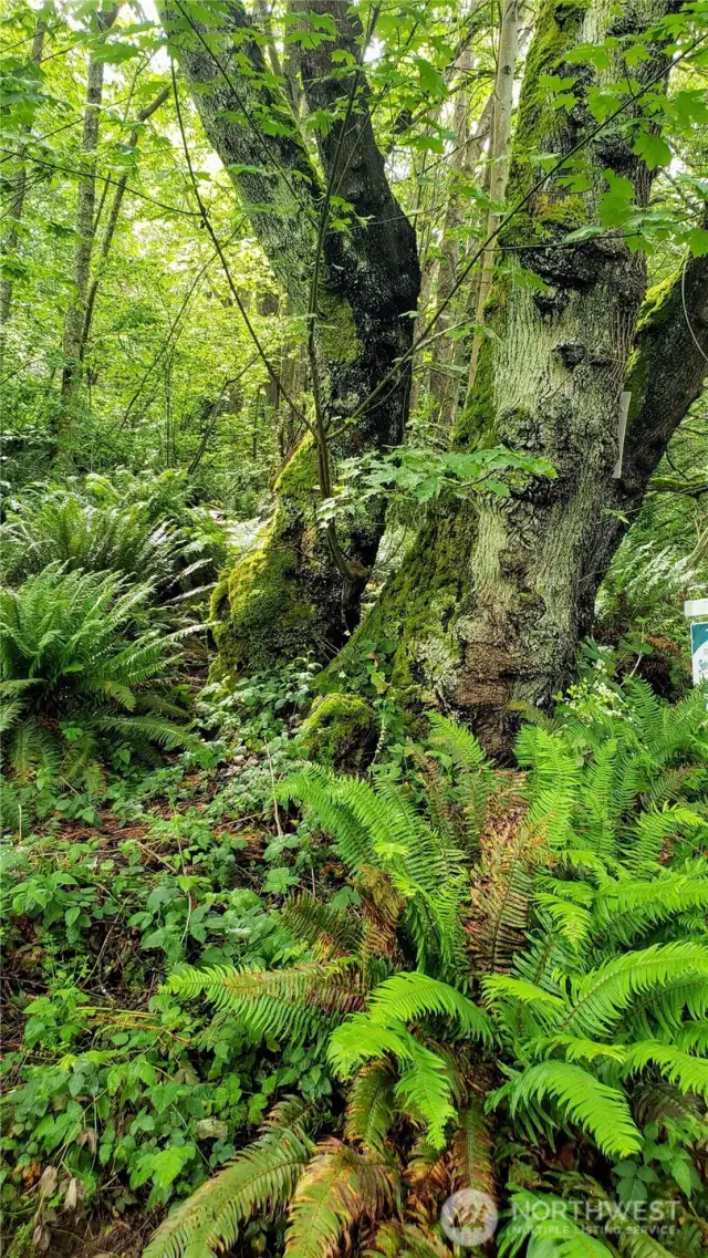 The property is lightly treed and includes ferns and other ground covers in addition to the trees.