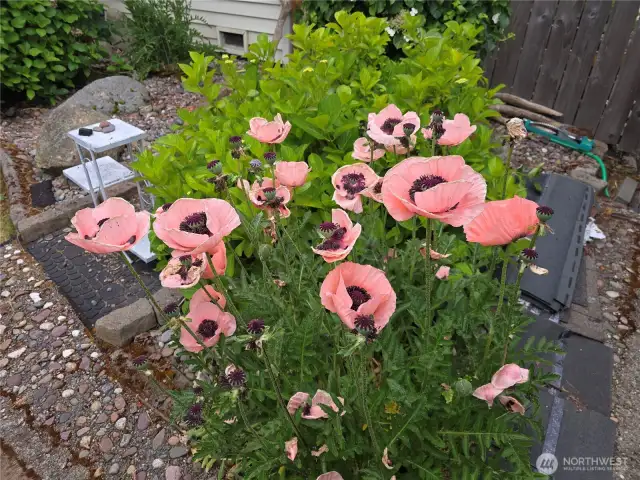 Front yard