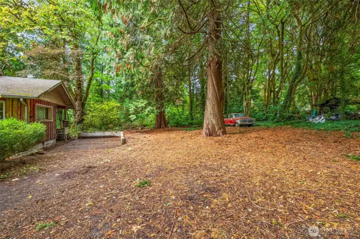 Property has beautiful cedar trees, maples, and other evergreens.