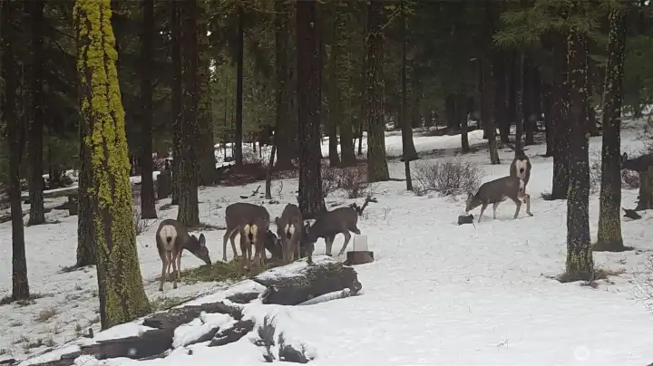 Welcome to nature, right out your window.