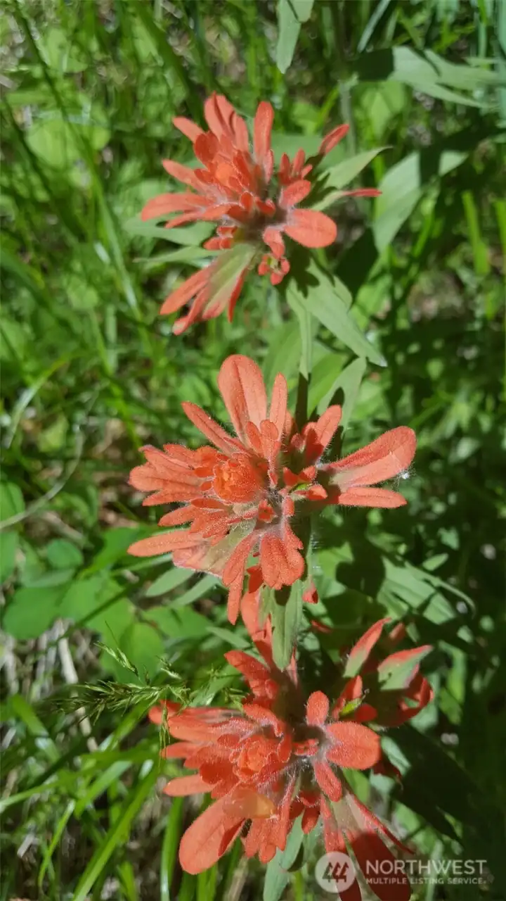 Wildflowers in bloom