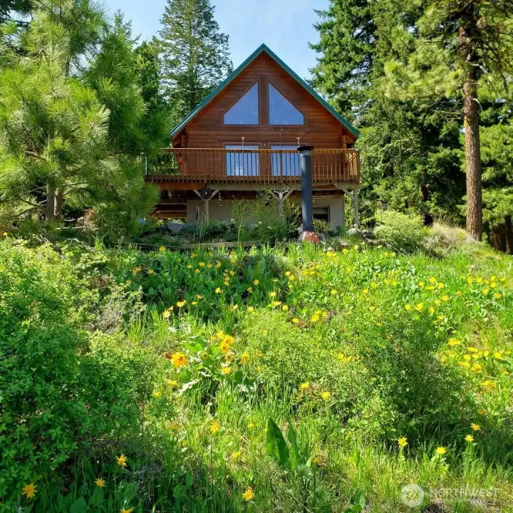 Wildflowers in bloom