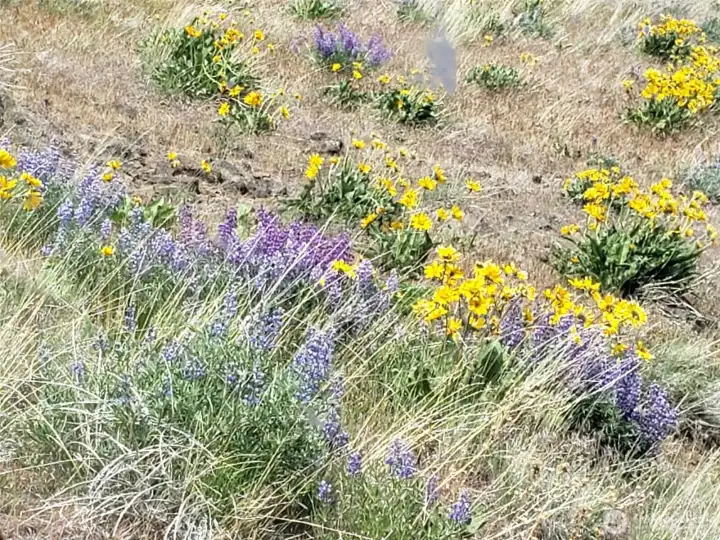 Wildflowers in bloom
