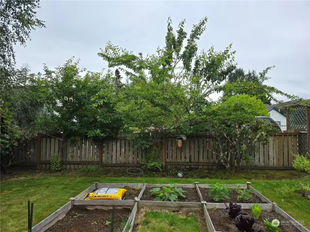 Plum and Apple Trees