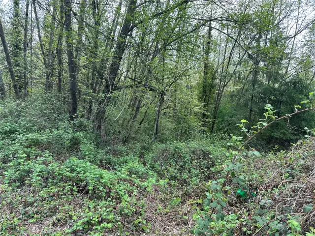 A walking path into the property.