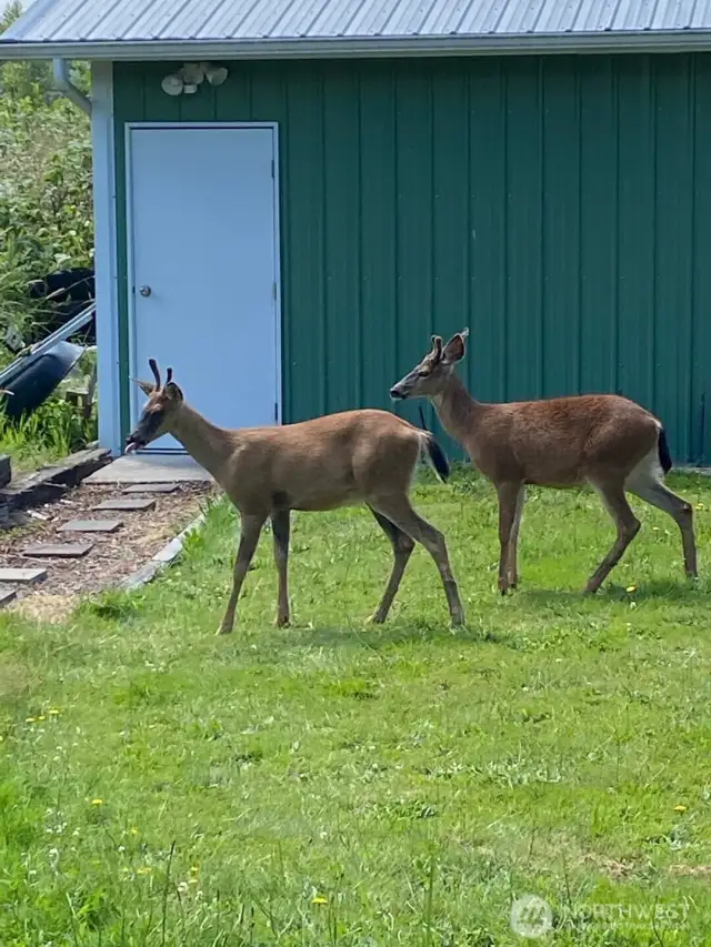 Wildlife guests. Photo provided by seller.