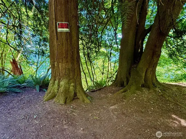 Photo not taken from property.   Community trail.