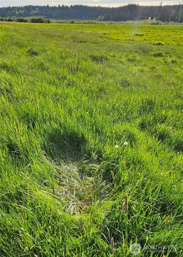 Actual Elk Imprint from Sleeping on the property!