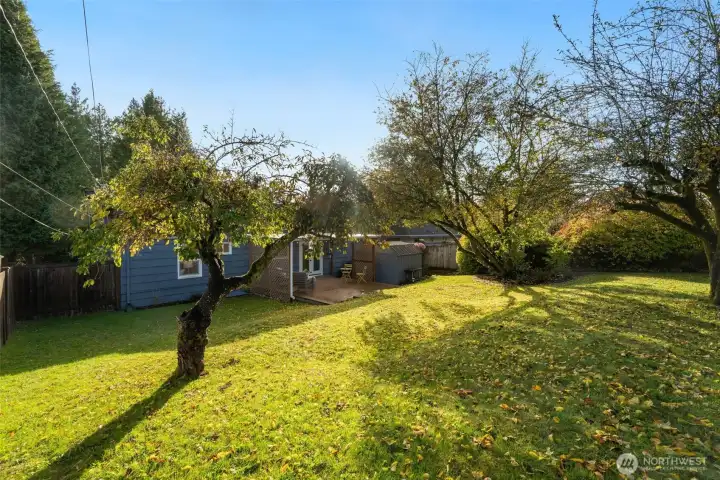 Fully fenced yard complete with planter boxes and large garden shed