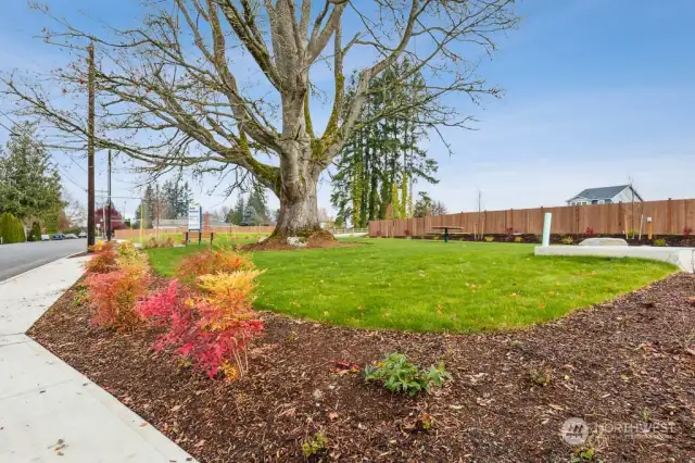 Community Park #1/Benches/ Picnic Table