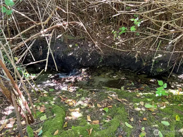 Babbling brook.
