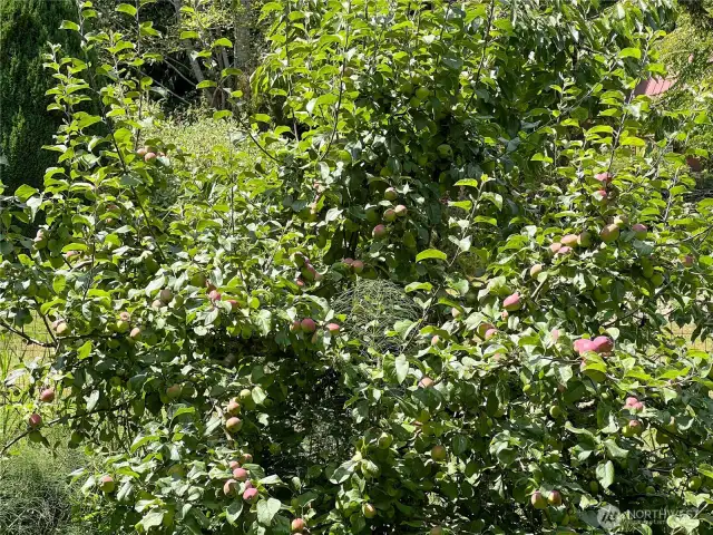 Apples