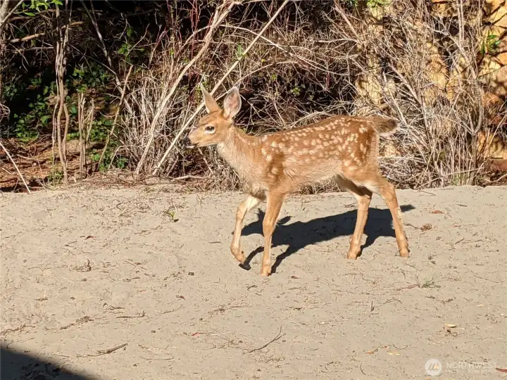 Enjoy the abundant local wildlife