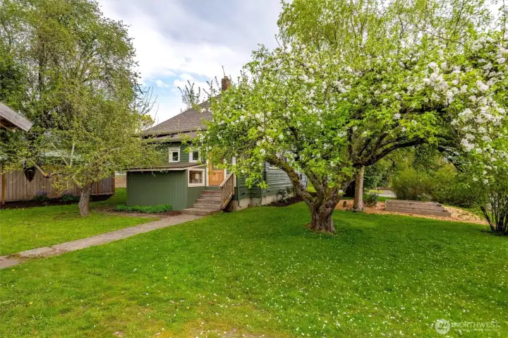 Mature apple tree in the large backyard.