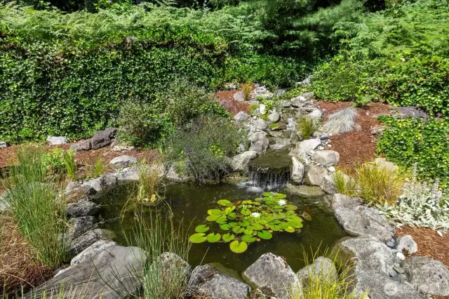 Koi Fish Waterfall