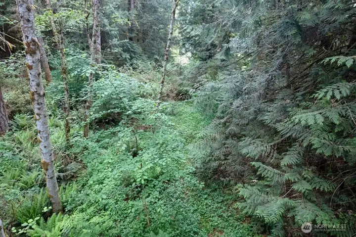 view looking from the garage/shop down the trail, leading back to the road
