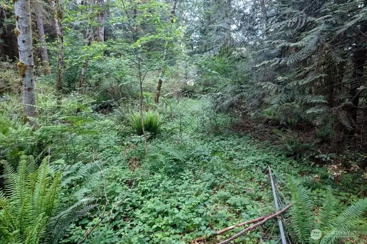 view looking from the garage/shop down the trail, leading back to the road