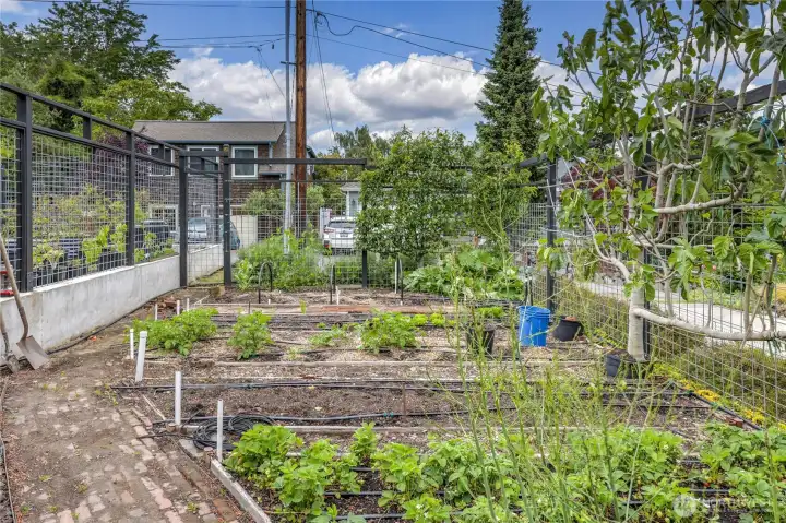 Vegetable garden fully fenced, with a drip system.  Additional water can be used from the 1500 gallon cistern that is under the patio,  filled with rainwater from the gutters.