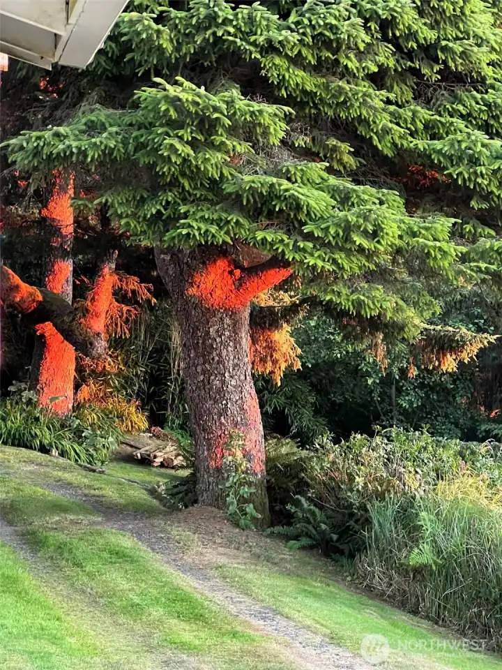 Sunlit trees