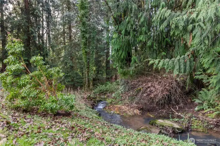 Seasonal Creek in Backyard