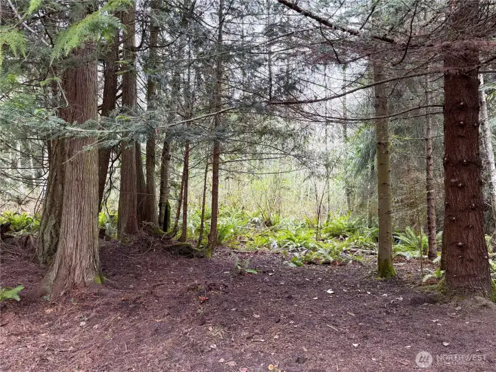 Evergreens on the property