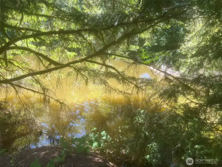 Pond