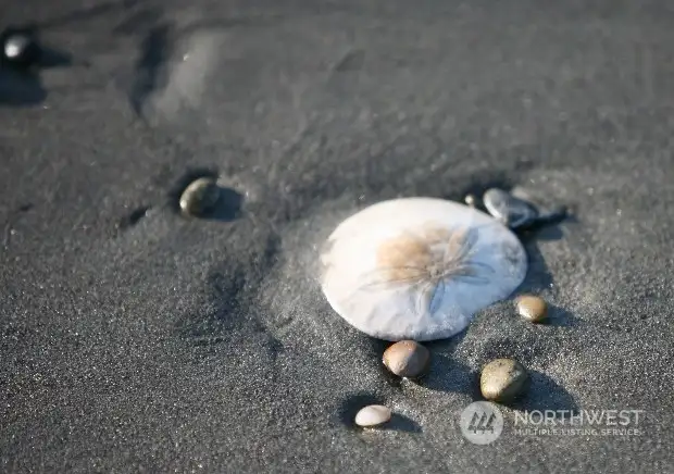 There are few places you can still find shells on the beach