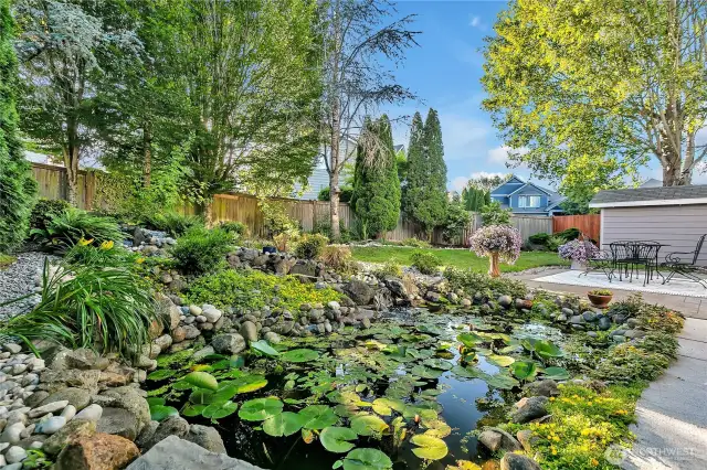 Koi Pond