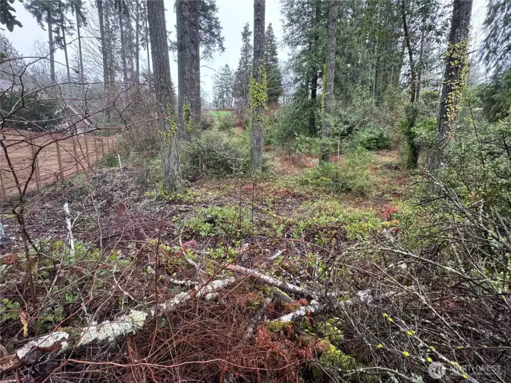 Lower west side of property. Approx. 60' deep is the flat area at the bottom of the property.