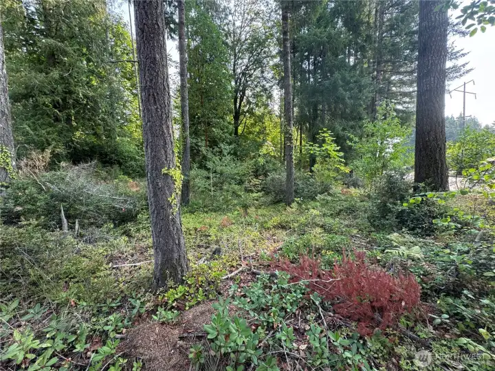 Very bottom of lot looking at Northcliff Rd