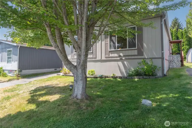 Front yard