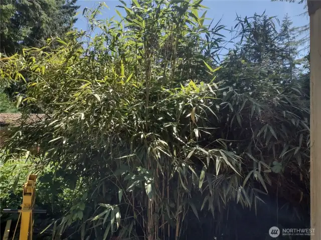 Lush landscaping